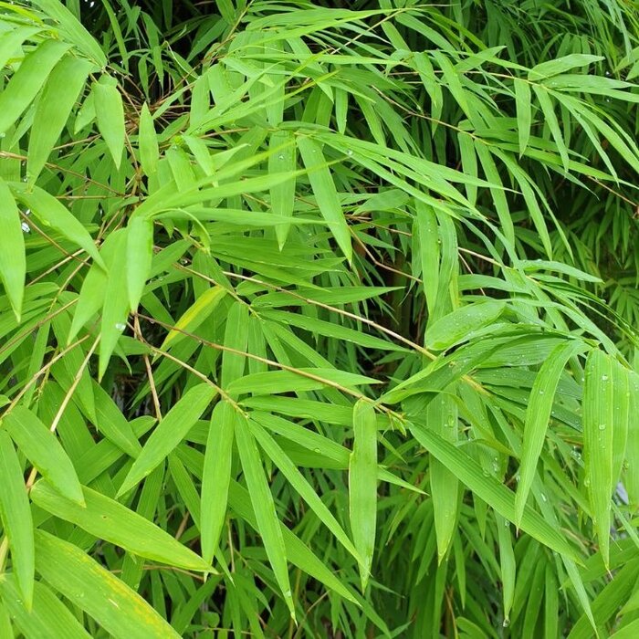 Niet woekerende bamboe -  Fargesia murieliae 'Simba'