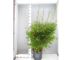 Niet woekerende bamboe -  Fargesia murieliae 'Simba'