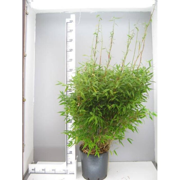 Niet woekerende bamboe -  Fargesia murieliae 'Simba'