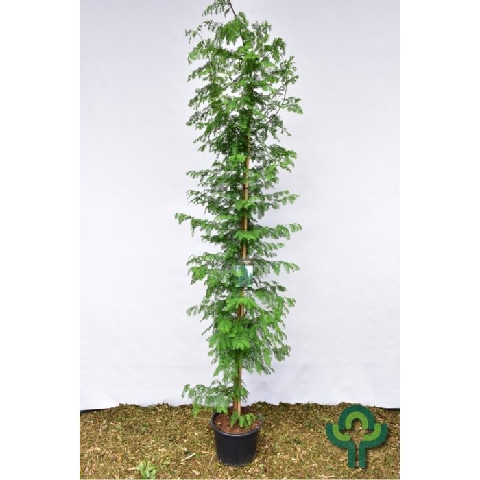 Chinese moerascipres - Metasequoia glyptostroboides