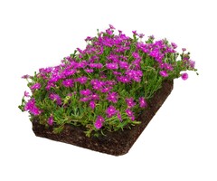 Plantenmat Ijsbloem - Delosperma Cooperi