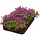 Delosperma Cooperi - Bordermat (57 x 38 cm)