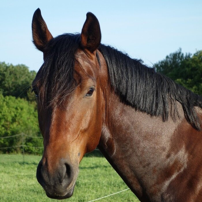 Haag- en singelpakket paardenhaag gemixt (6 m1)