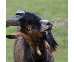 Haagpakket eetbare haag voor dieren gemixt (6 m1)