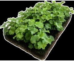 Vrouwenmantel plantenmat - Alchemilla mollis