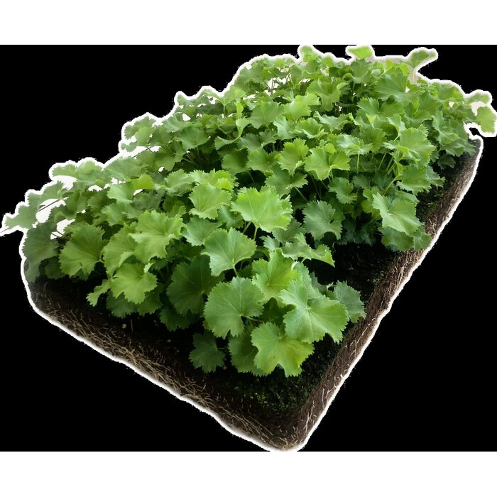 Alchemilla mollis - Bordermat (57 x 38 cm)