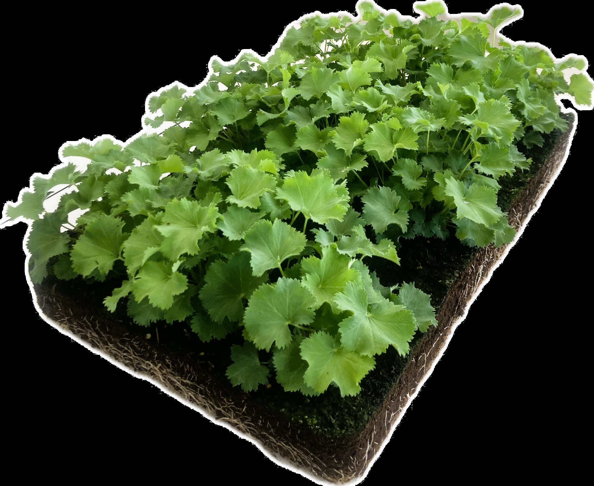Alchemilla mollis - Bordermat (57 x 38 cm)