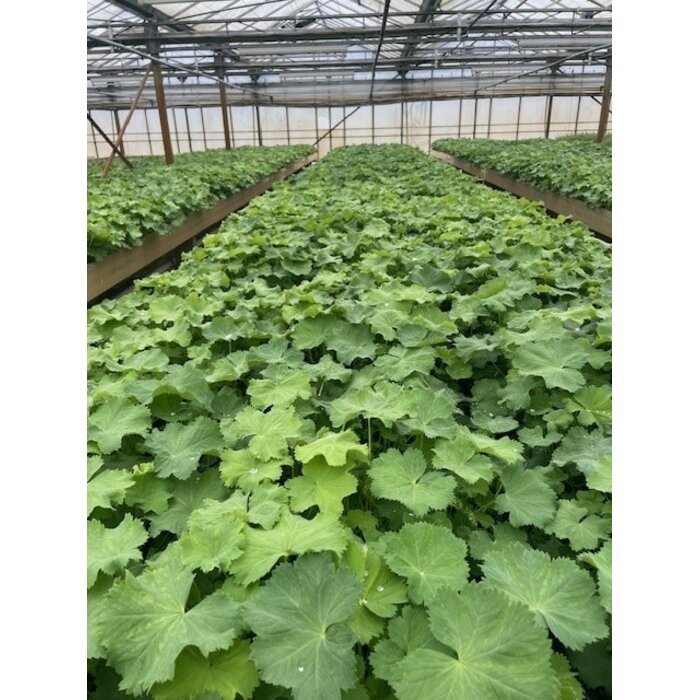 Alchemilla mollis - Bordermat (57 x 38 cm)