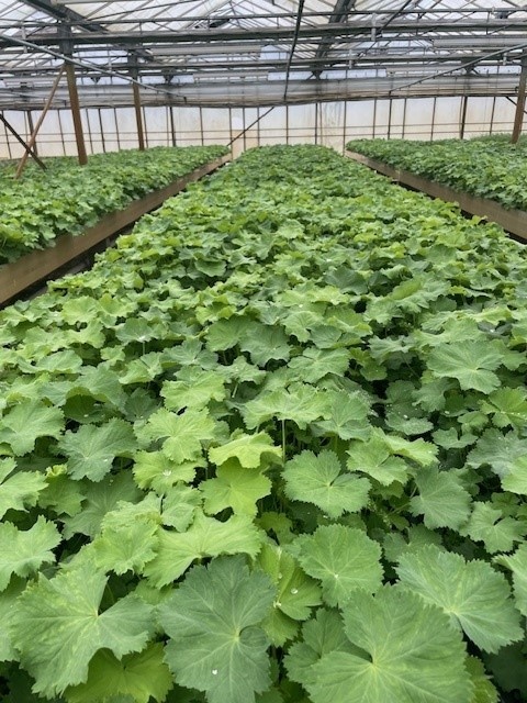 Alchemilla mollis - Bordermat (57 x 38 cm)