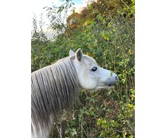 Haagpakket paardenhaag gemixt (6 m1)  - zandgrond