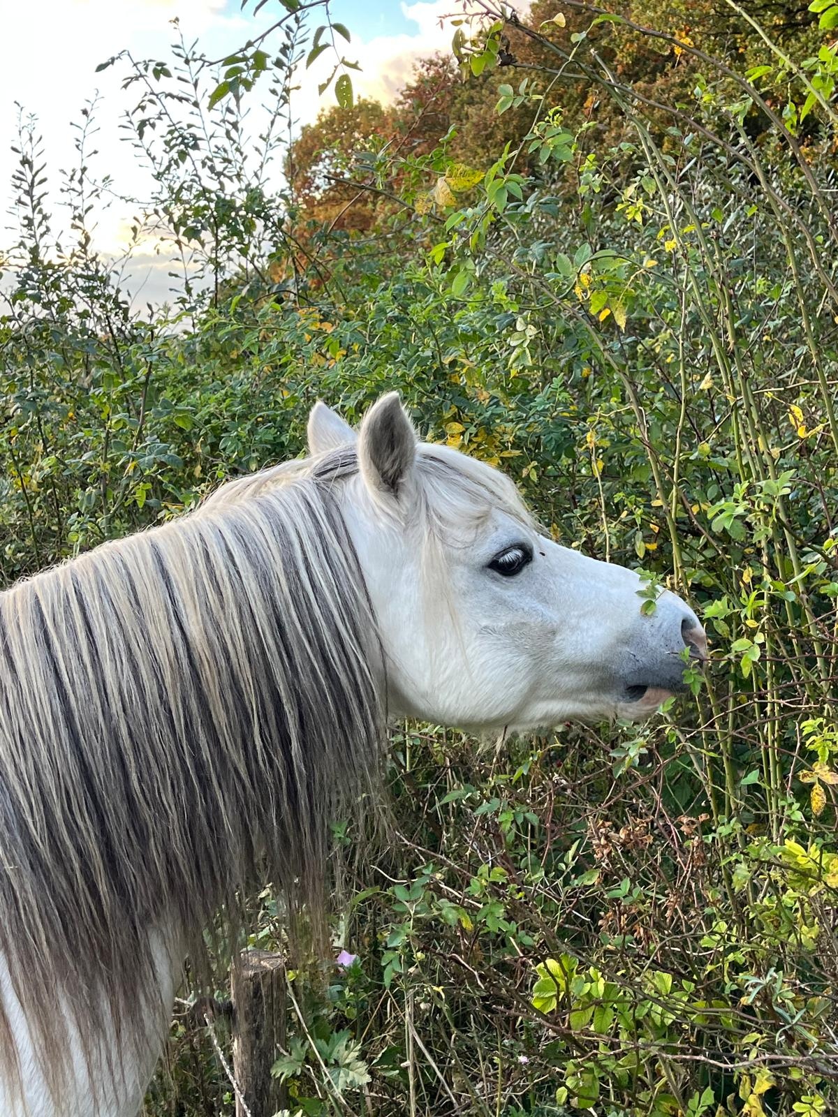 Haag- en singelpakket paardenhaag gemixt (6 m1) PRE-ORDER