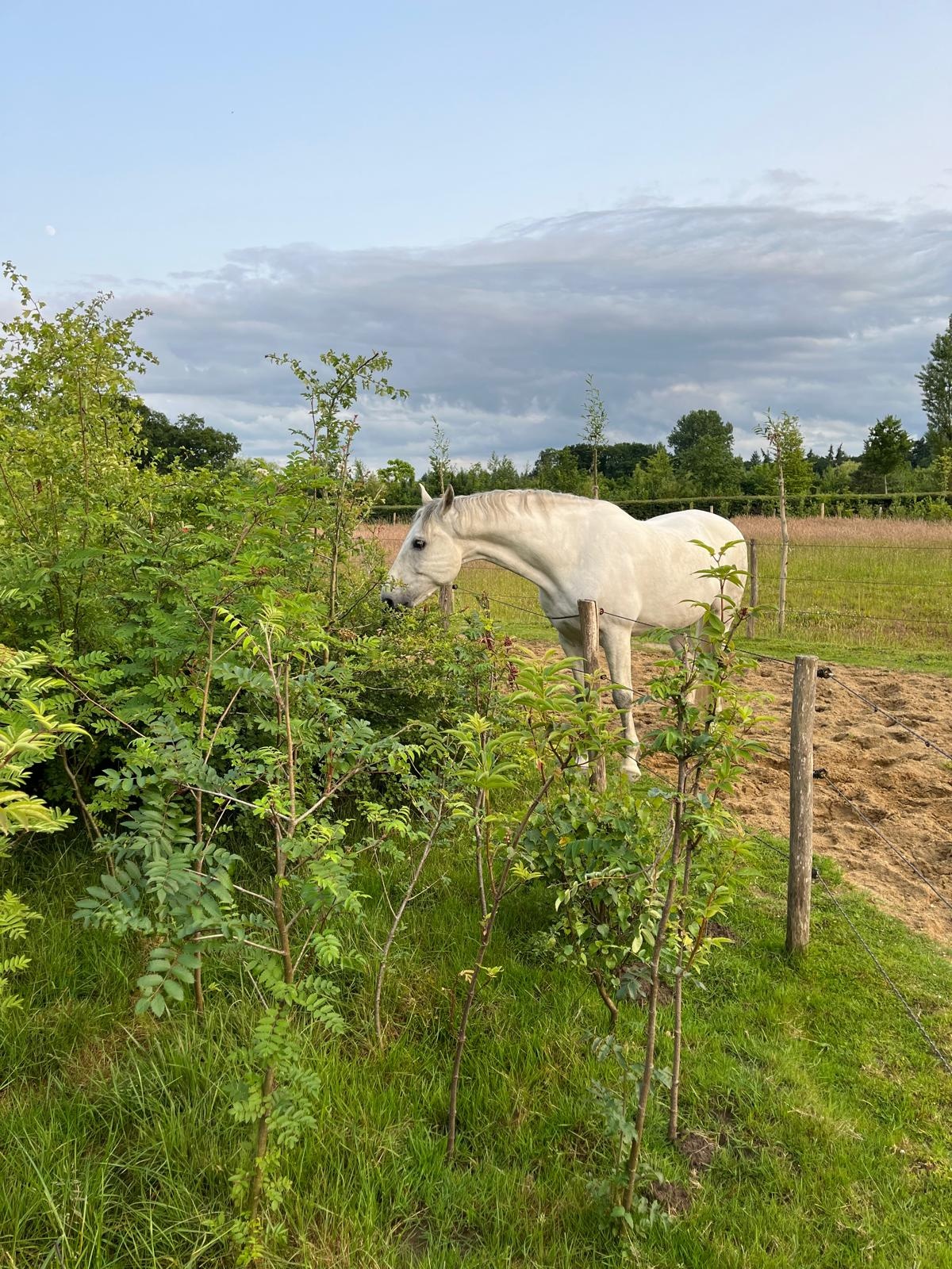 Haag- en singelpakket paardenhaag gemixt (6 m1) PRE-ORDER