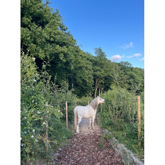 Haag- en singelpakket paardenhaag gemixt (6 m1)