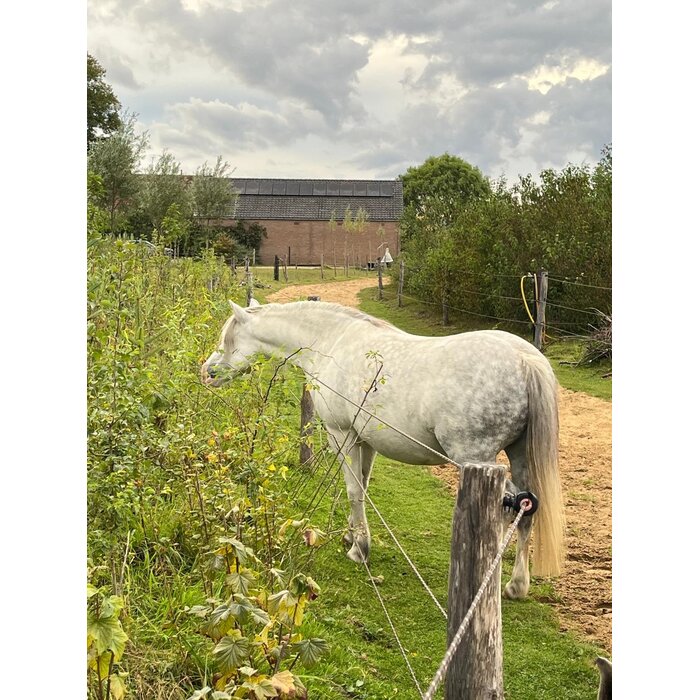 Haag- en singelpakket paardenhaag gemixt (6 m1)