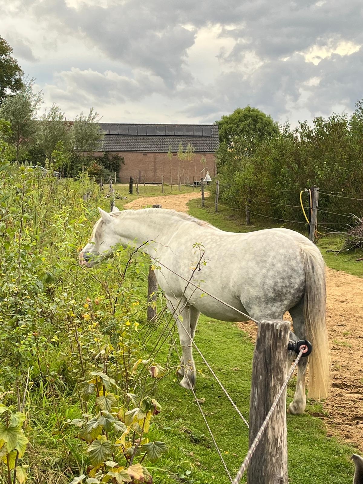 Haag- en singelpakket paardenhaag gemixt (6 m1) PRE-ORDER