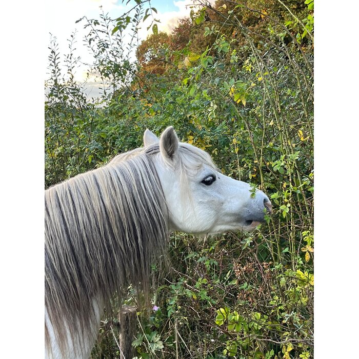 Haag- en singelpakket paardenhaag gemixt (6 m1)
