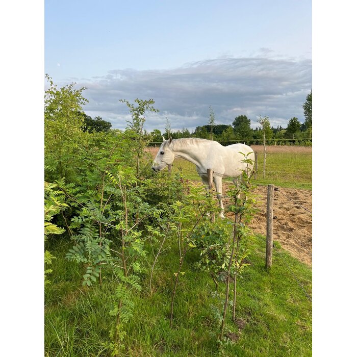 Haag- en singelpakket paardenhaag gemixt (6 m1)