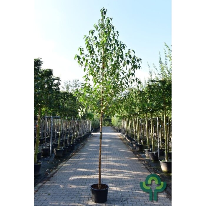 Sierkers - Prunus maackii (Boomvorm)