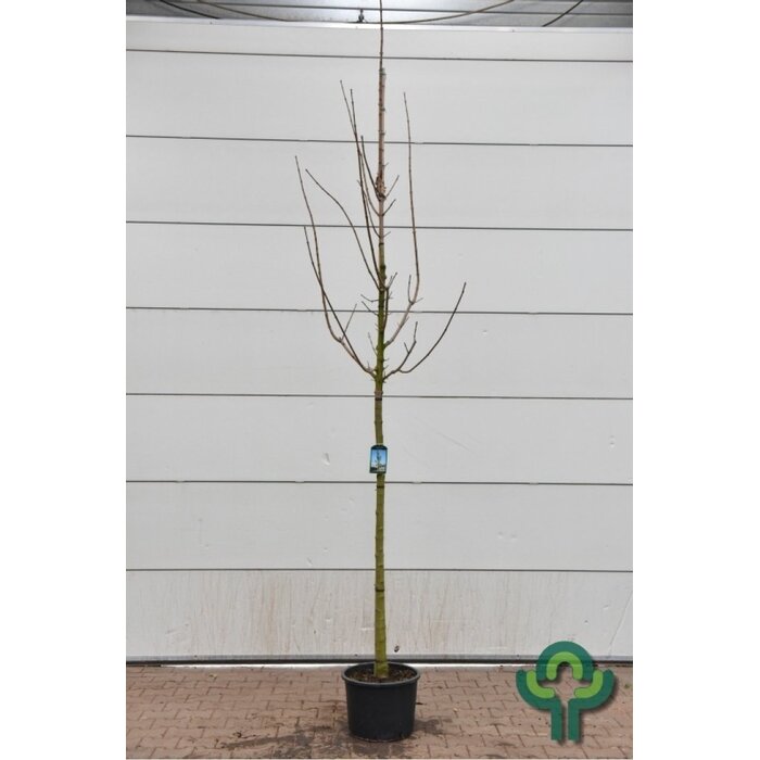 Noorse esdoorn - Acer platanoides 'Columnare'