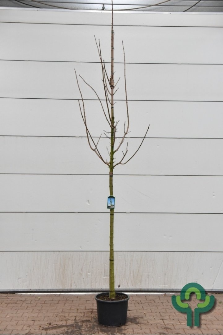 Noorse esdoorn - Acer platanoides 'Columnare'
