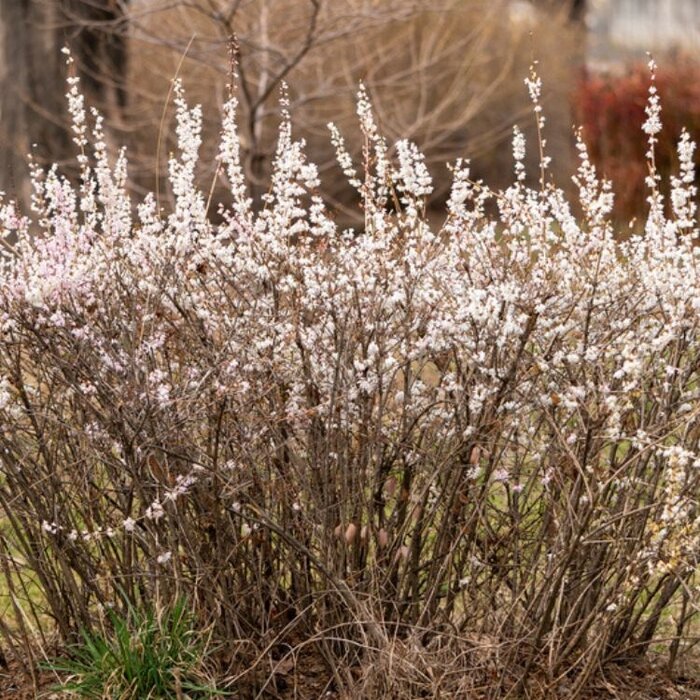 Witte forsythia (Abeliophyllum distichum )