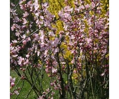 Witte forsythia - Abeliophyllum distichum