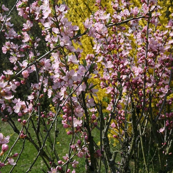 Witte forsythia (Abeliophyllum distichum )