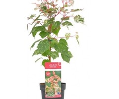 Bontbladige esdoorn - Acer conspicuum 'Red Flamingo'