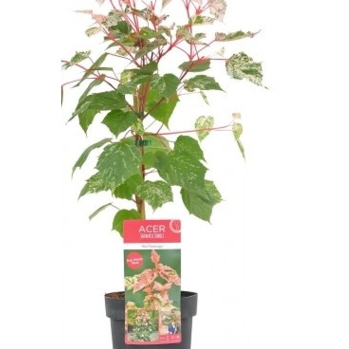 Bontbladige esdoorn - Acer conspicuum 'Red Flamingo'