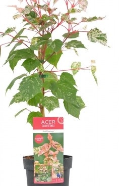 Bontbladige esdoorn - Acer conspicuum 'Red Flamingo'