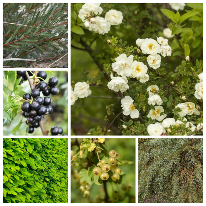 Haag- en singelpakket dierenhaag gemixt (6 m1)