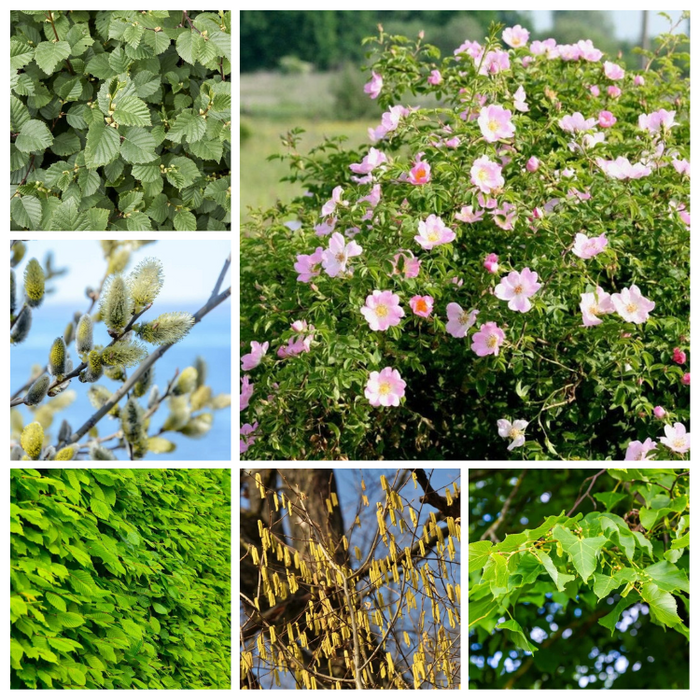 Haag- en singelpakket paardenhaag gemixt (6 m1)