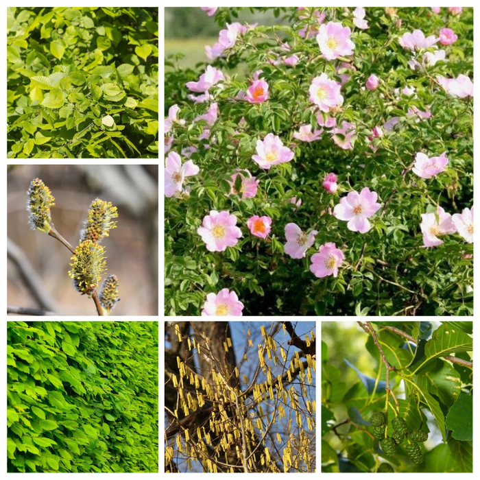 Haag- en singelpakket paardenhaag gemixt (6 m1)