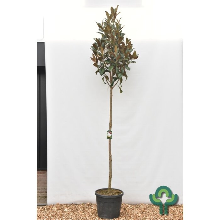 Zuidelijke Magnolia - Magnolia grandiflora 'Galissonière'