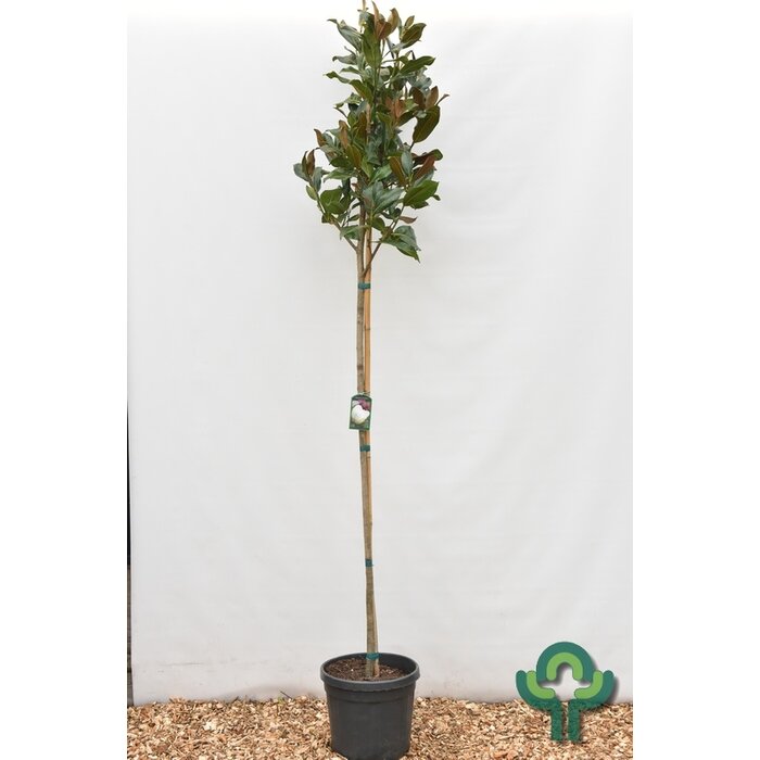 Zuidelijke Magnolia - Magnolia grandiflora 'Galissonière'