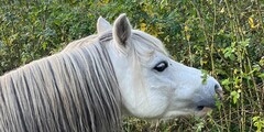 Eetbare planten voor paarden en dieren PRE-ORDER