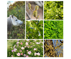 Haagpakket paardenhaag gemixt (6 m1)  kleigrond