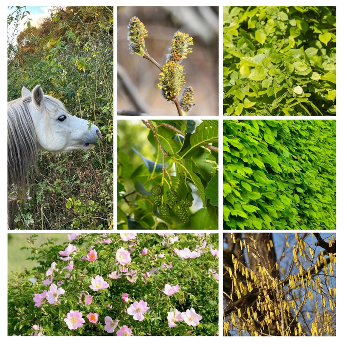 Haag- en singelpakket paardenhaag gemixt (6 m1)