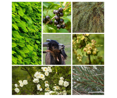 Haagpakket eetbare haag voor dieren gemixt (6 m1)