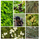 Haag- en singelpakket dierenhaag gemixt (6 m1) PRE-ORDER