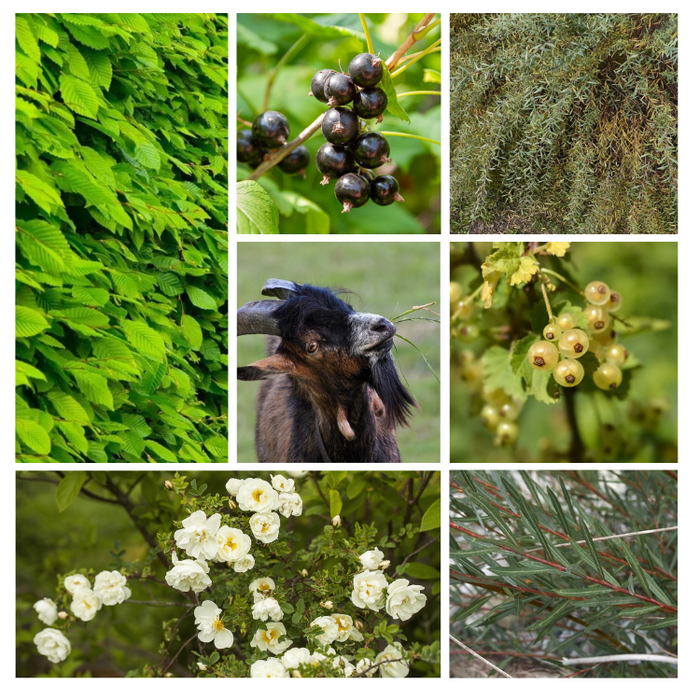 Haag- en singelpakket dierenhaag gemixt (6 m1)