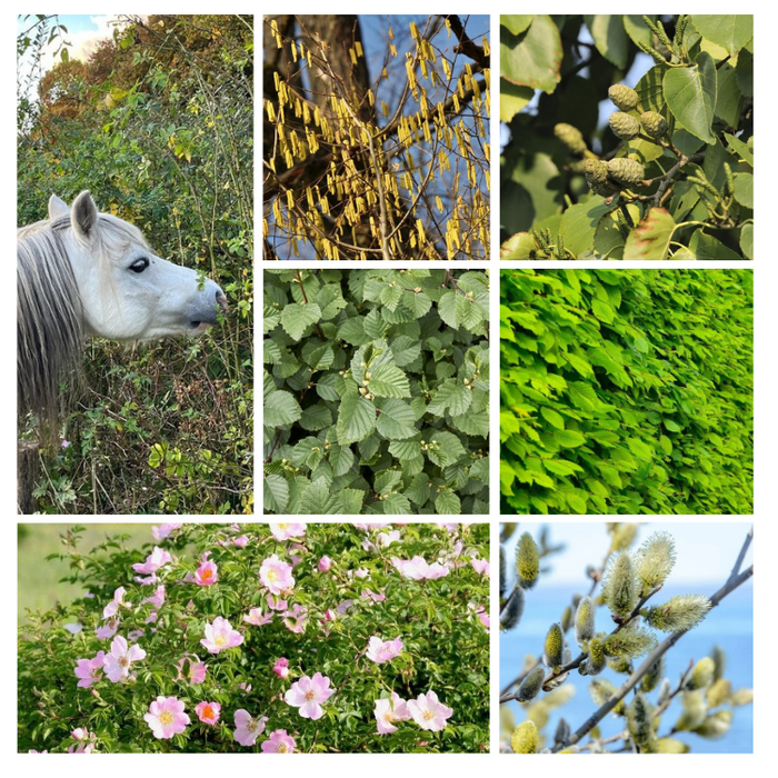 Haag- en singelpakket paardenhaag gemixt (6 m1)