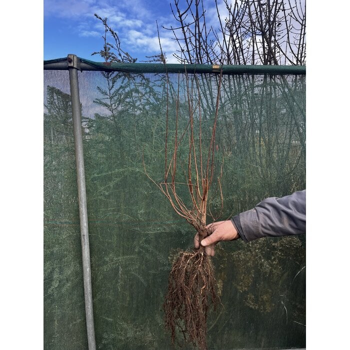 Hydrangea paniculata 'Limelight' - Pluimhortensia (Kale wortel)