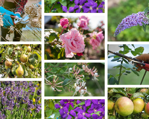 Wat snoeien in maart? 