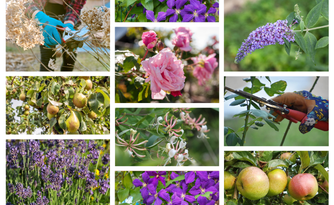 Wat snoeien in maart? 