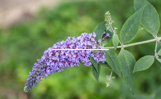Vlinderstruik snoeien
