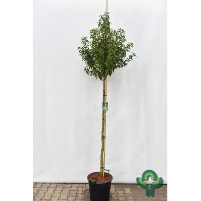 Laurier boom - Prunus lusitanica 'Angustifolia' op stam