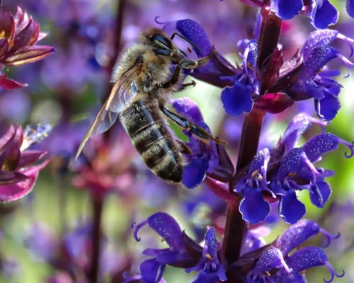 Maak je tuin bijvriendelijk vanaf het vroege voorjaar