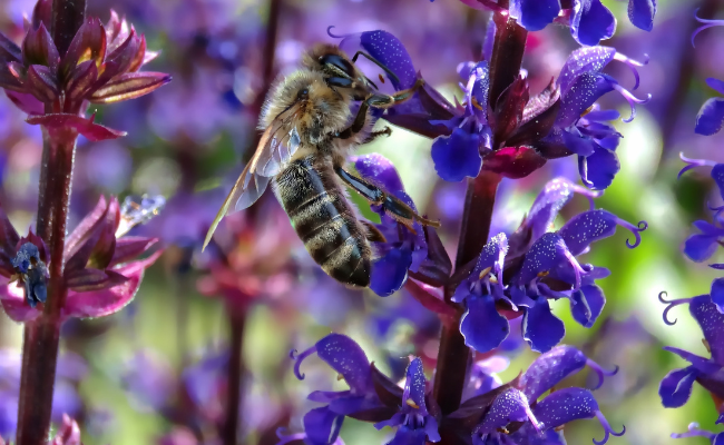 Maak je tuin bijvriendelijk vanaf het vroege voorjaar