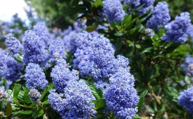 Ceanothus bijenplant